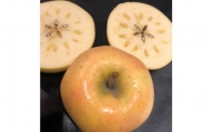 ＜訳あり＞ りんご 希少品種「きみと」 家庭用 約3kg (8～11玉) 糖度14度以上 【1098511】
