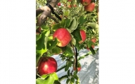 [訳あり] りんご 葉とらずつがる 家庭用 約5kg (14〜20玉)青森市長賞受賞_A2-816