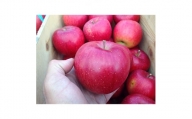 りんご シナノスイート 家庭用 約3kg _A1-813【1106877】