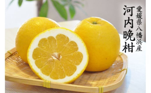 C48-15.愛媛・八幡浜産「河内晩柑:3kg」(秀品) 399042 - 愛媛県八幡浜市