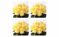 【総本数100本！】國枝バラ園から直送！Flower Bouquet（25本の花束×４ケース）黄