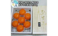 柑橘の救世主 贈答用 あすみ 化粧箱 約1kg【2025年2月上旬～2025年3月上旬配送】