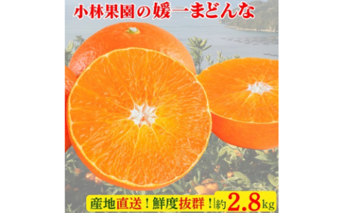 小林果園の 媛一まどんな (約2.8kg)＜C24-16＞_ みかん ミカン 蜜柑 柑橘類 柑橘 フルーツ 果物 くだもの まどんな マドンナ 人気 美味しい 愛媛県 八幡浜市 ふるさと 【1124422】