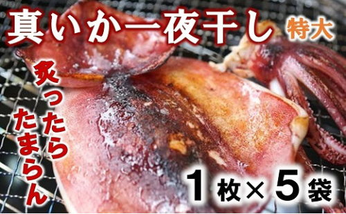 北三陸産 イカの一夜干し特大 １枚入り×５袋 いか一夜干し いか イカ焼き イカ飯 BBQ イカゲソ