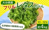 大分県産 フリルレタスちゃん 約4kg (10～12玉) 高原野菜 レタス