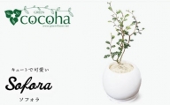 ソフォラ 糸島市 / cocoha [AWB014] 観葉植物 グリーン インテリア 室内
