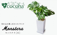 モンステラ （ 大 ） （ スクエアポット ） 糸島市 / cocoha [AWB021] 観葉植物 室内 大きい