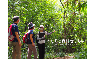 きたもと森林セラピー 体験コース（1～3名）【森 癒し 森林浴 健康 セラピー 体験 リラックス ストレス軽減】