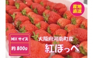 No.257 【紅ほっぺ】MIX（サイズいろいろ）800g程度 ／ 苺 イチゴ フルーツ 大阪府