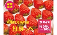 No.258 【紅ほっぺ】2Lサイズ（40粒） ／ 苺 イチゴ フルーツ 大阪府