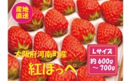 No.259 【紅ほっぺ】Lサイズ（48粒） ／ 苺 イチゴ フルーツ 大阪府