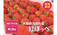 No.260 【紅ほっぺ】MIX（サイズいろいろ）2kg程度 ／ 苺 イチゴ フルーツ 大阪府