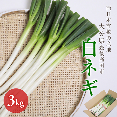 0B1-01 西日本有数の産地で育った白ネギ3kg 40955 - 大分県豊後高田市