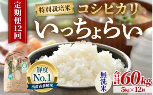 【令和6年産】【一等米】《定期便12回》特別栽培米 いっちょらい 無洗米 5kg（計60kg）／ 福井県産 ブランド米 コシヒカリ ご飯 白米 新鮮 大賞 受賞 [aw012-k002] 410751 - 福井県あわら市