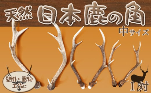 【工芸・壁飾に】天然　日本鹿の角 一対（中サイズ：約50cm）　[0025-0003] 412345 - 千葉県鴨川市
