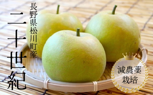 YN08-25A 梨 二十世紀 約5kg 減農薬栽培 秀品／2025年9月上旬～下旬頃配送予定 //長野県 南信州 松川町 安心 安全 減農薬栽培 贈答 梨 二十世紀 20世紀 なし ナシ