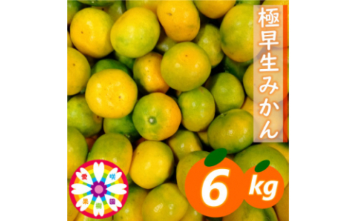 「 極早生 みかん 」約6kg《 愛咲果樹園 》＜C71-2＞_ みかん ミカン 柑橘 くだもの 果物 フルーツ 極早生 早生 温州 甘い 常温 デザート 産地直送 産直 愛媛 【1326990】