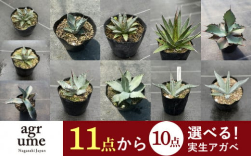 【11種類の中から選べる！】 実生 アガベ 10点 長与町/アグリューム [EAI068]観葉植物 アガベ 多肉植物 苗 植物 あがべ