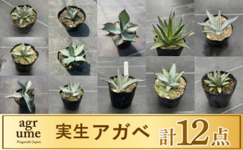 限定セット 実生 アガベ 16点 長与町 アグリューム Eai069 植物 観葉植物 多肉植物 インテリア 緑 雑貨 園芸 ガーデニング 長崎県長与町 Au Pay ふるさと納税