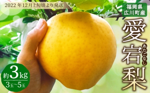 【12月上旬発送開始】愛宕 梨 約3kg (3玉～5玉) フルーツ 果物