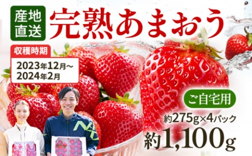 【先行予約/数量限定】 あまおう 280g×4パック 福岡県田川市産 あまおう いちご  苺