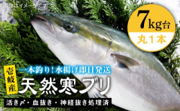 一本釣りで活き〆、神経抜き、血抜き処理された鮮度抜群の天然寒ブリを水揚げ即日配送！※画像はイメージです。【保存方法について】適当な大きさにさばいたら冷蔵庫へ。鮮度処理していますので翌日でも鮮度は落ちま