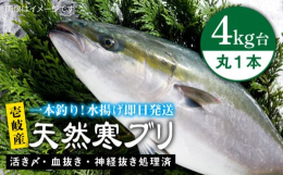 一本釣りで活き〆、神経抜き、血抜き処理された鮮度抜群の天然寒ブリを水揚げ即日配送！※画像はイメージです。【保存方法について】適当な大きさにさばいたら冷蔵庫へ。鮮度処理していますので翌日でも鮮度は落ちま