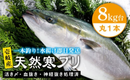 一本釣りで活き〆、神経抜き、血抜き処理された鮮度抜群の天然寒ブリを水揚げ即日配送！※画像はイメージです。【保存方法について】適当な大きさにさばいたら冷蔵庫へ。鮮度処理していますので翌日でも鮮度は落ちま