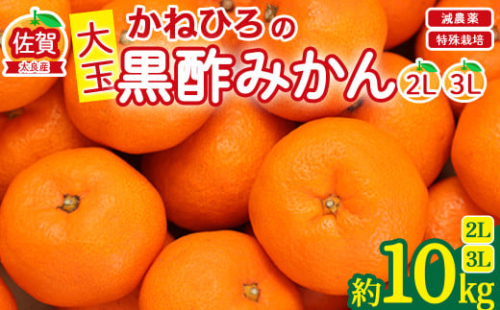 かねひろの黒酢みかん（大玉）2L〜3L 新鮮 黒酢アミノ酸 みかん 蜜柑 ミカン 温州みかん 柑橘 果実 フルーツ 果物 人気 おすすめ 減農薬 大玉 佐賀県 太良町 N76  417023 - 佐賀県太良町