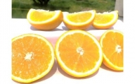 山本農園のニューサマーオレンジ(初夏の味)4kg