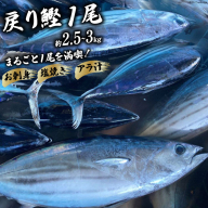 ふるさと納税 神奈川県 三浦市 A500-001 特選まぐろ 1本 頭付き（１