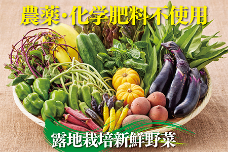 佐賀産季節の旬野菜15種類（農薬・化学肥料不使用）：B016-026 41987 - 佐賀県佐賀市