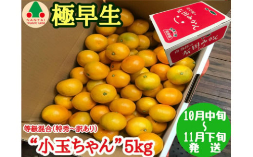 極早生 有田 みかん 小玉ちゃん 等級 混合 5kg 南泰園 和歌山 有田みかん 421944 - 和歌山県有田川町