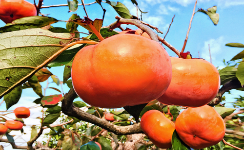 遠州森の治郎柿　徳用箱（14～16個）訳あり品 果物 フルーツ 秋の味覚 デザート おやつ 間食 食後 不揃い キズ物 甘味 なめらかさ 自宅用 家庭用 静岡県産 森町産  422173 - 静岡県森町