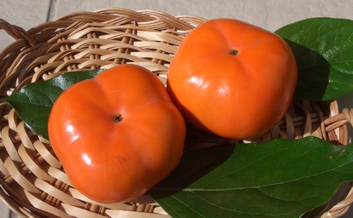 森の治郎柿（12玉）