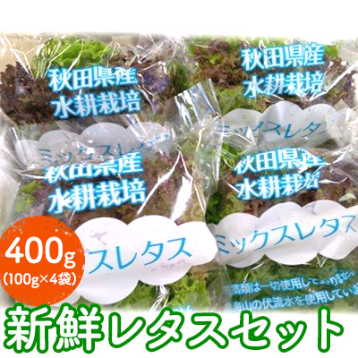 きれいな水で育てた新鮮レタスセット400g（100g×4袋 野菜 小分け） 42255 - 秋田県にかほ市