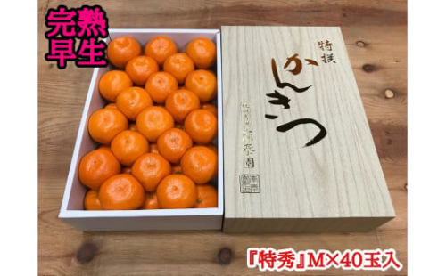 年内発送 完熟早生 有田みかん 化粧箱 特秀 M サイズ 40玉入 和歌山 南泰園 みかん 423824 - 和歌山県有田川町