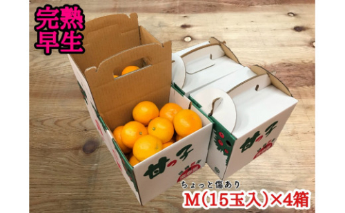 年内発送 手さげ箱 ちょっと 傷あり 完熟早生 有田みかん M 15玉入 × 4箱 和歌山 南泰園 423853 - 和歌山県有田川町