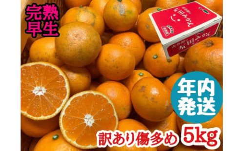 年内発送 訳あり 傷多め 完熟早生 有田みかん 5kg サイズおまかせ 423967 - 和歌山県有田川町
