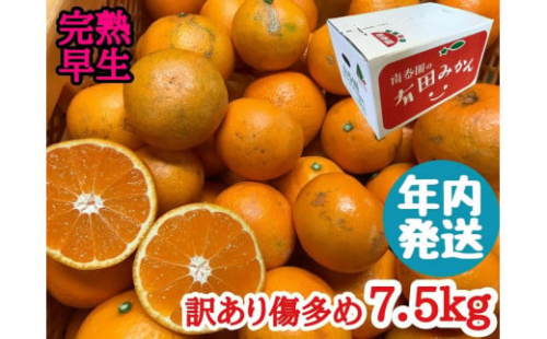 年内発送 訳あり 傷多め 完熟早生 有田みかん 7.5kg サイズおまかせ 423975 - 和歌山県有田川町