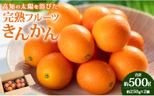 高知の太陽を浴びた完熟フルーツきんかん250g×2パック A-190 424408 - 高知県香南市