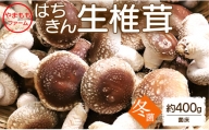 やまももファーム椎茸 冬菌はちきん生椎茸(菌床)約400g - しいたけ きのこ キノコ 野菜 国産 yo-0010