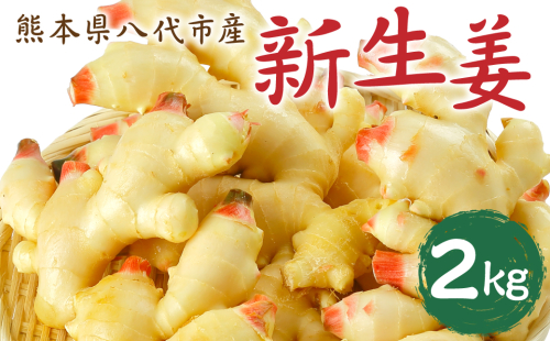 【先行予約】 熊本県八代市産 新生姜2kg 季節限定 しょうが ショウガ ガリ ジンジャー 野菜 食品 温活 冷え対策 旬 【2026年9月上旬より順次発送】 429781 - 熊本県八代市