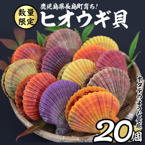 長島特産ヒオウギ　20個入り 【口ノ福浦ヒオウギ貝グループ】 kuchi-861 429794 - 鹿児島県長島町