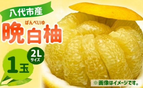 八代産 晩白柚 1玉 2Lサイズ 約2kg 果物 フルーツ 429817 - 熊本県八代市