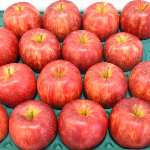 りんご【シナノドルチェ】14～18玉 約5kg【2022年産】