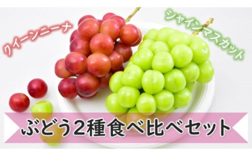 KG09-25A ぶどう 詰め合わせセット（シャインマスカット／クイーンニーナ）約1.8kg／9月中旬頃から発送予定 ｜ 長野県 信州 高級ぶどう 食べ比べ 詰め合わせ 