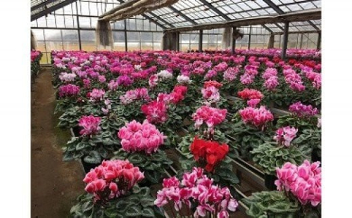 【2025年10月中旬より順次発送】シクラメン(5号鉢) 4鉢セット｜シクラメン 花 季節の花 須貝花園 先行予約 茨城県 行方市(C-4) 430469 - 茨城県行方市