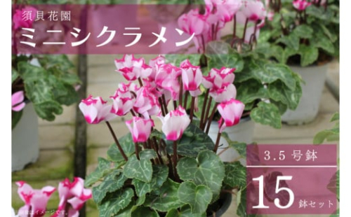 【2025年10月より順次発送】須貝花園 ミニシクラメン(3.5号鉢) 15鉢セット｜シクラメン ミニシクラメン 花 季節の花 セット 須貝花園 先行予約 茨城県 行方市(C-1) 430470 - 茨城県行方市