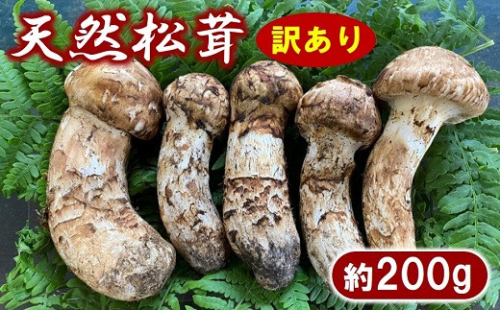 【期間限定】 岩手北三陸産 松茸 天然 約200g 国産 松茸訳あり （つぼみ、開き、傷もの等） 【数量限定】